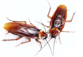 2_cockroach_s