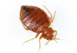 bed_bug_s