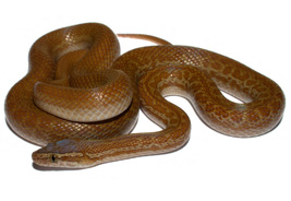 brown-house-snake