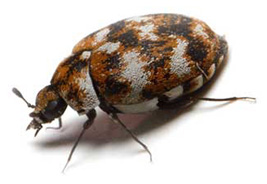 carpet_beetle_s
